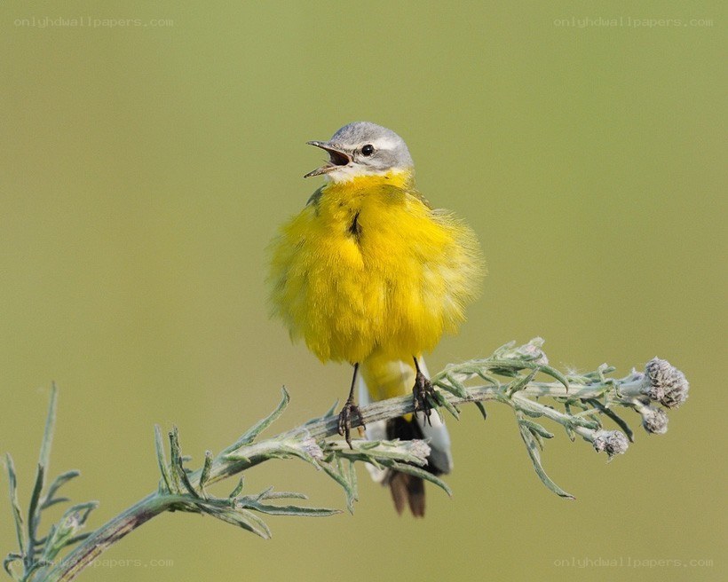 yellow wagtail singing on a branch
