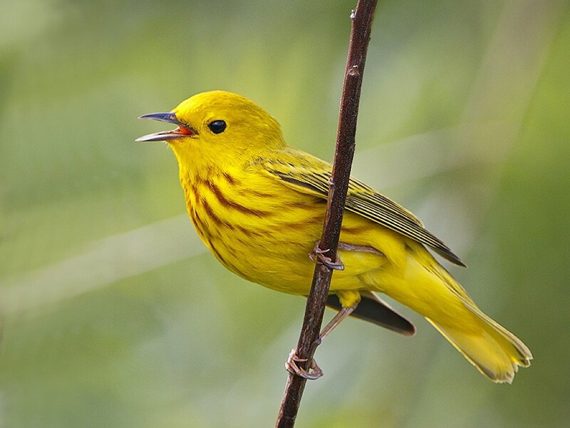 Yellow Warbler Bird — Natural