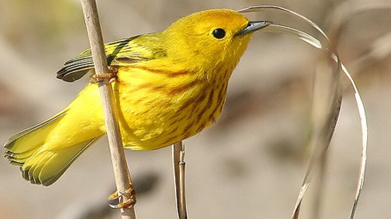 Yellow Warbler Bird