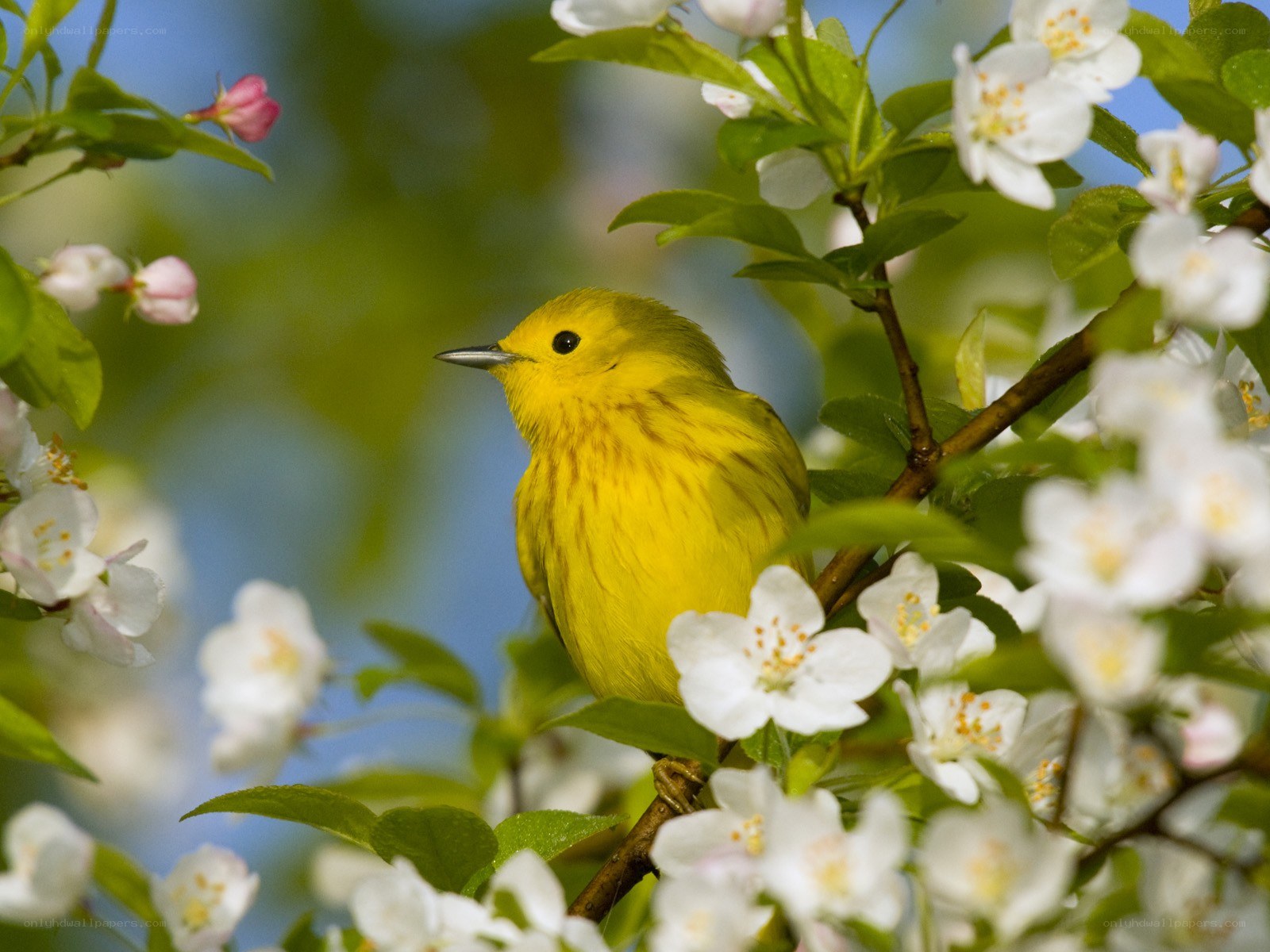 Yellow warbler in blossoms