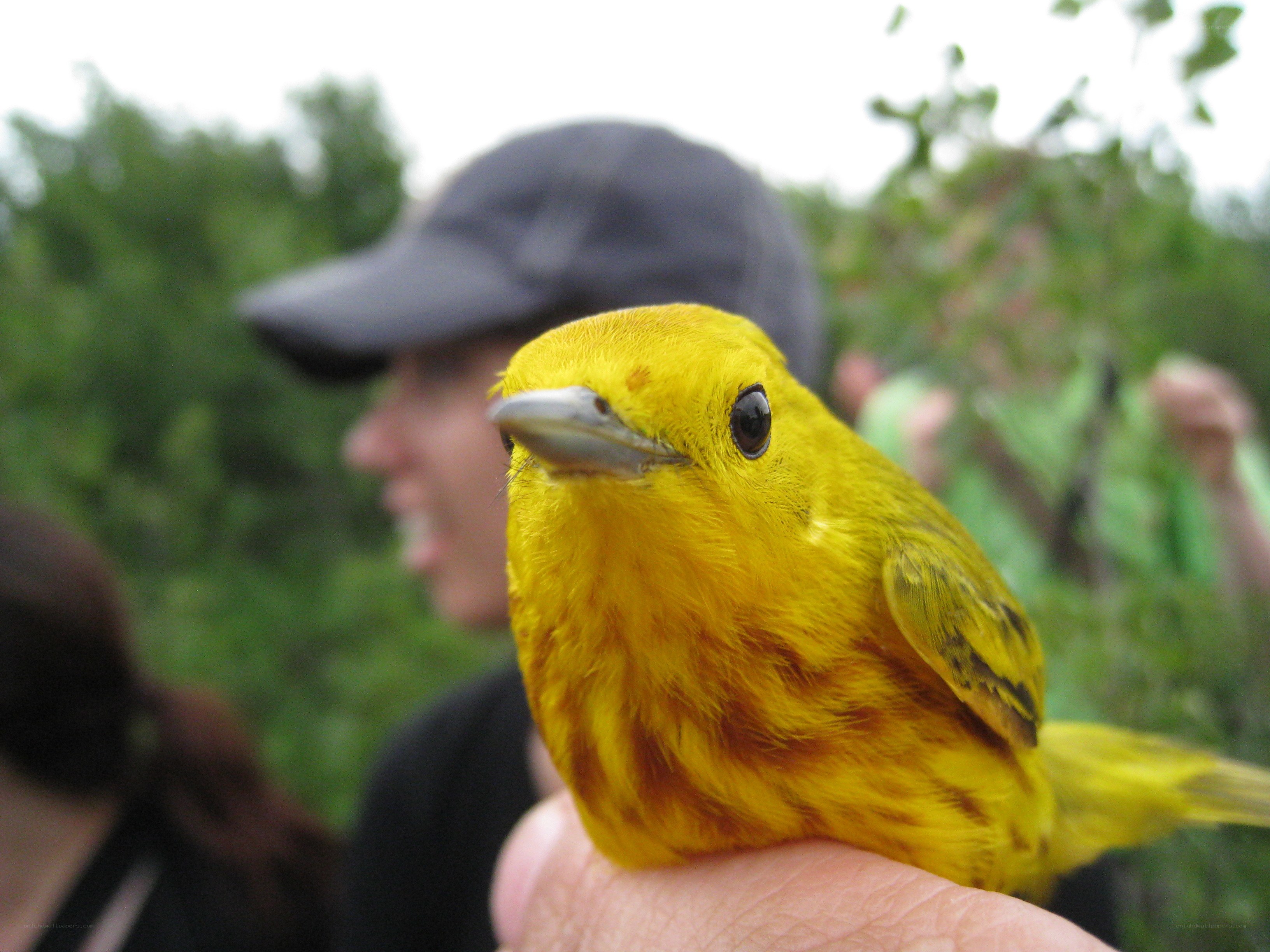 Yellow warbler in hand