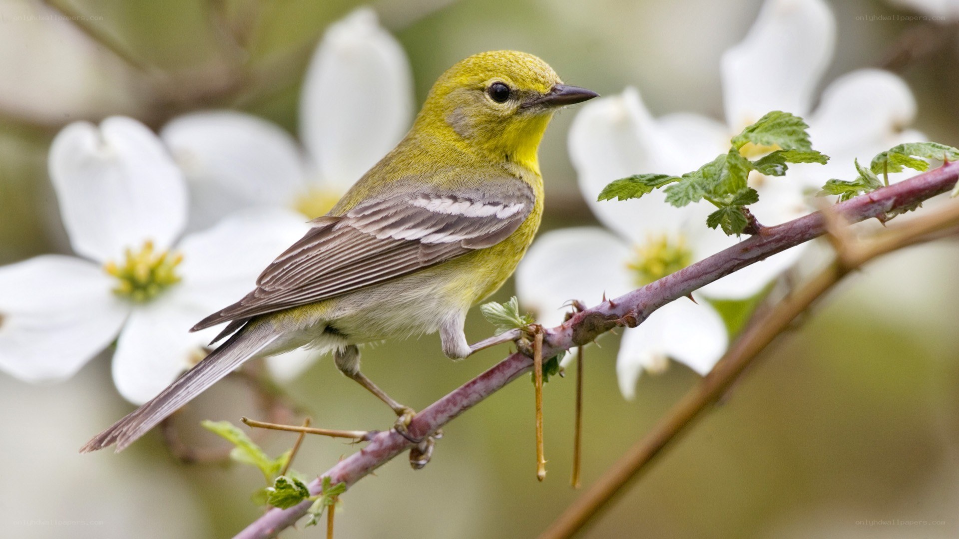 yellow warbler on a branch