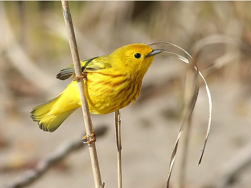 Yellow Warbler on a Stem