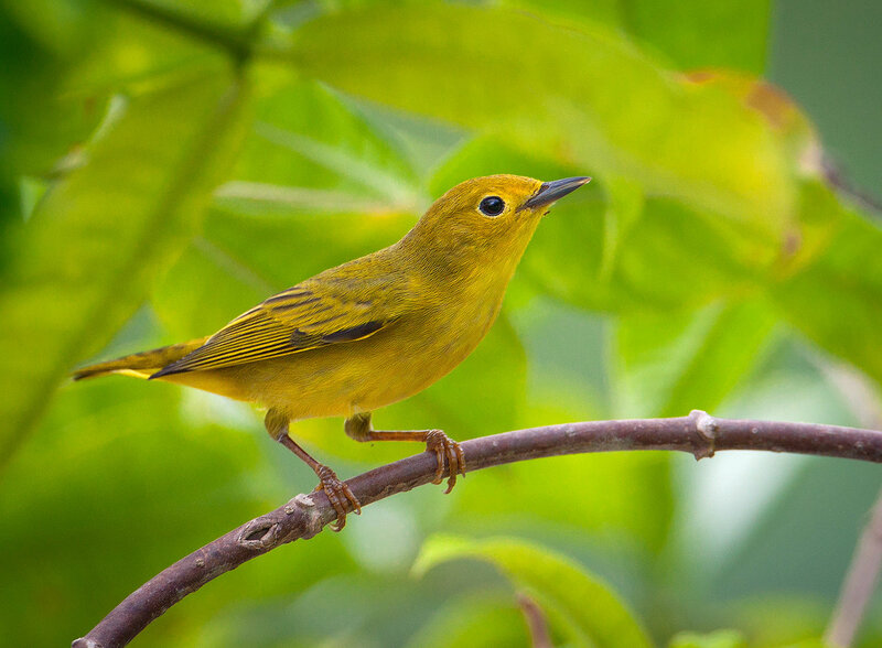 Yellow Warbler on Branch — Calm, Morning, Photograph, Leaves
