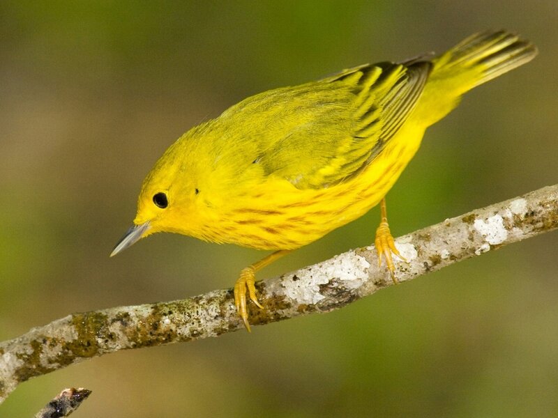 Yellow Warbler on Branch — Calm, Photograph, Forest