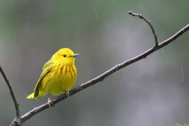 Yellow Warbler on Branch — Calm, Photograph