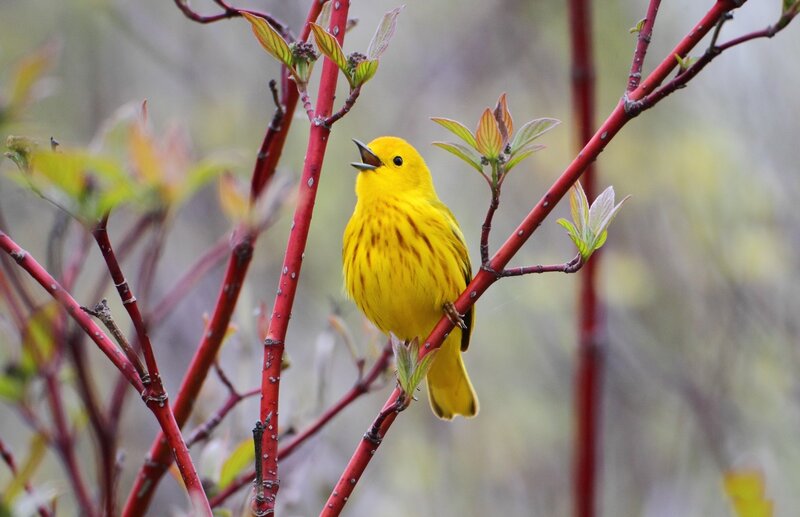Yellow Warbler on Branch — Calm, Spring, Photograph
