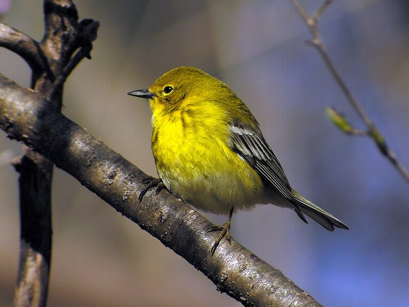Yellow Warbler on Branch — Calm, Spring