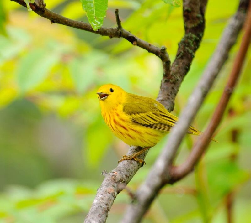 Yellow Warbler on Branch — Calm