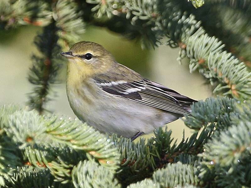 Yellow Warbler on Branch — Green