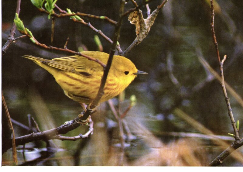 Yellow Warbler on Branch — Natural, Spring