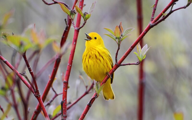 Yellow Warbler on Branch — Natural