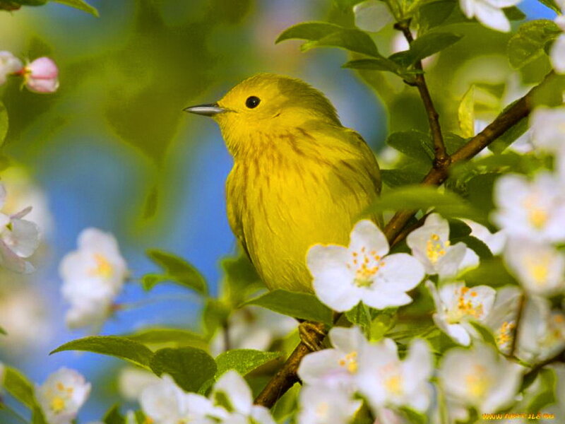 Yellow Warbler on Branch — Serene, Spring, Photograph, Flowers, Leaves