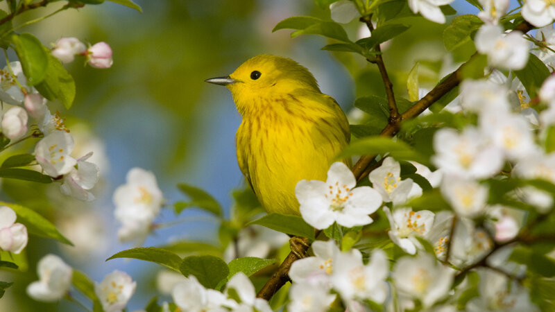 Yellow Warbler on Branch — Serene, Spring, Photograph, Flowers