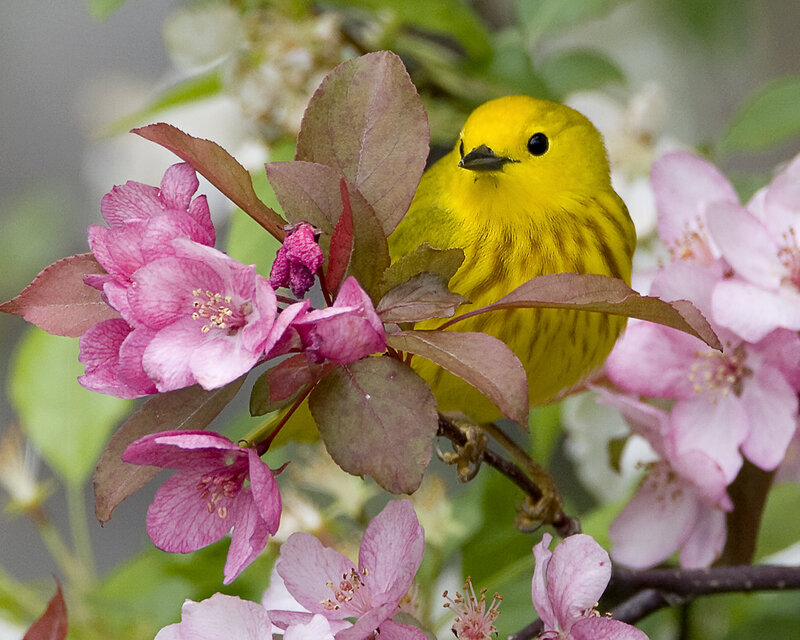Yellow Warbler on Branch — Serene, Spring, Photograph