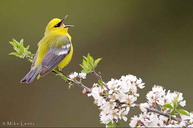 Yellow Warbler on Branch — Serene, Spring