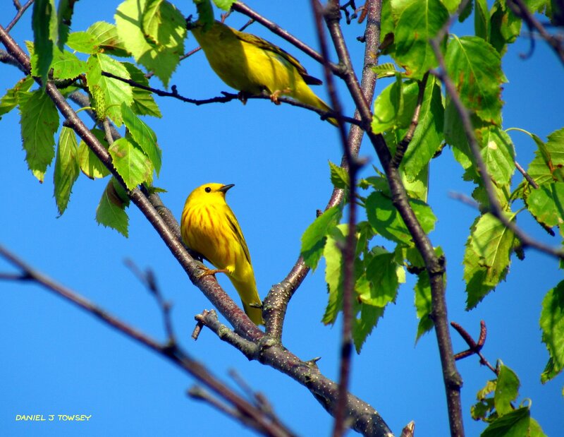 Yellow Warbler on Branch — Serene