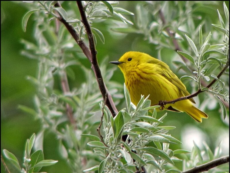 Yellow Warbler on Branch
