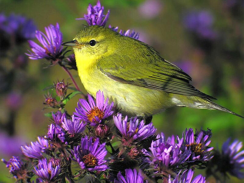 Yellow Warbler on Flowers