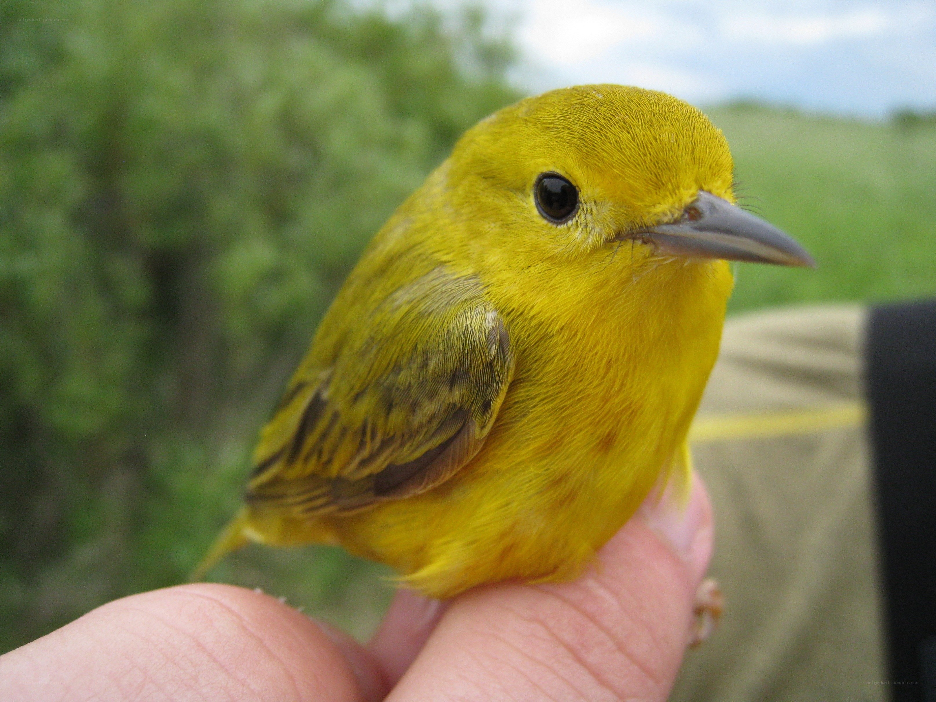 yellow warbler on hand