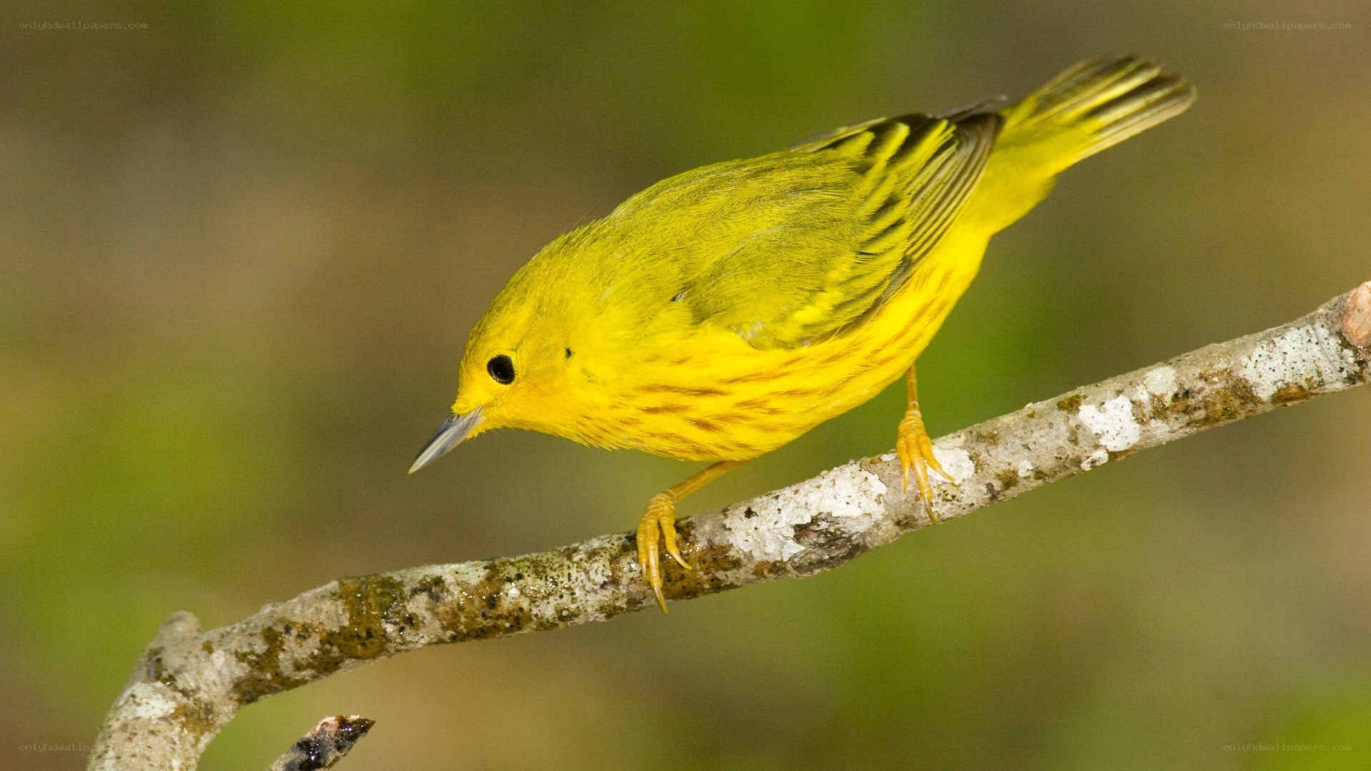 yellow warbler perched on branch