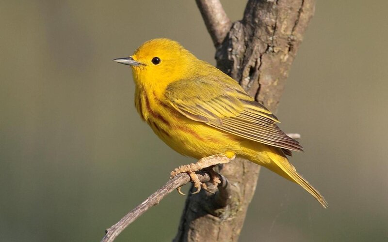 yellow warbler perched on branch