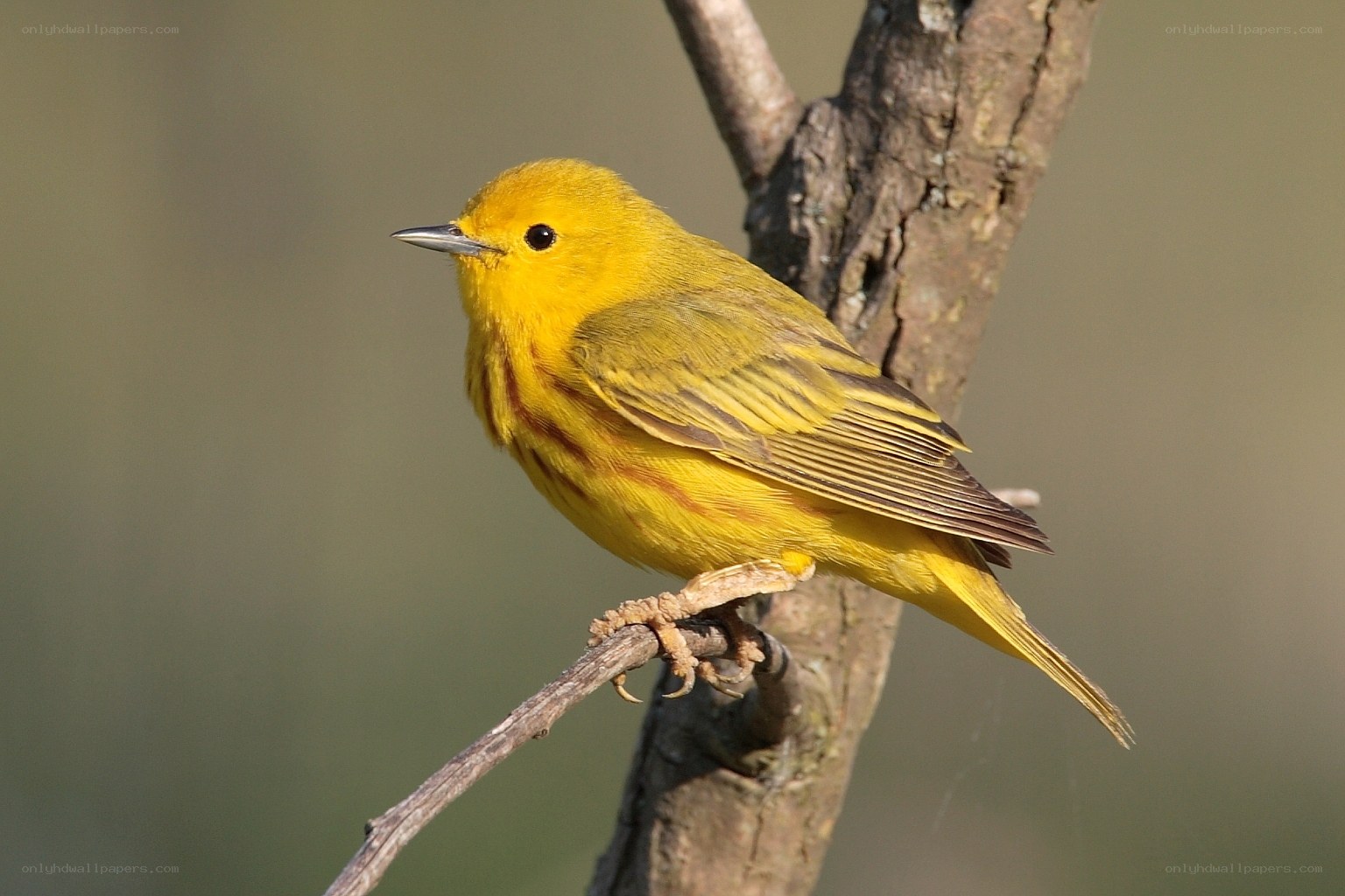 yellow warbler perched on branch