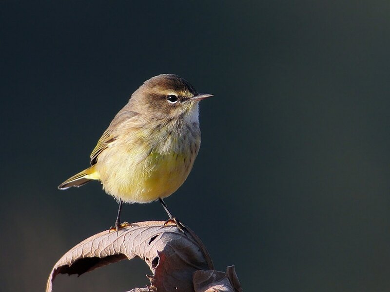 Yellow Warbler Perched