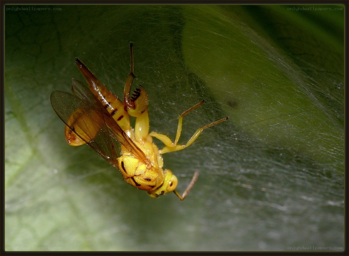 Yellow wasp in spider web