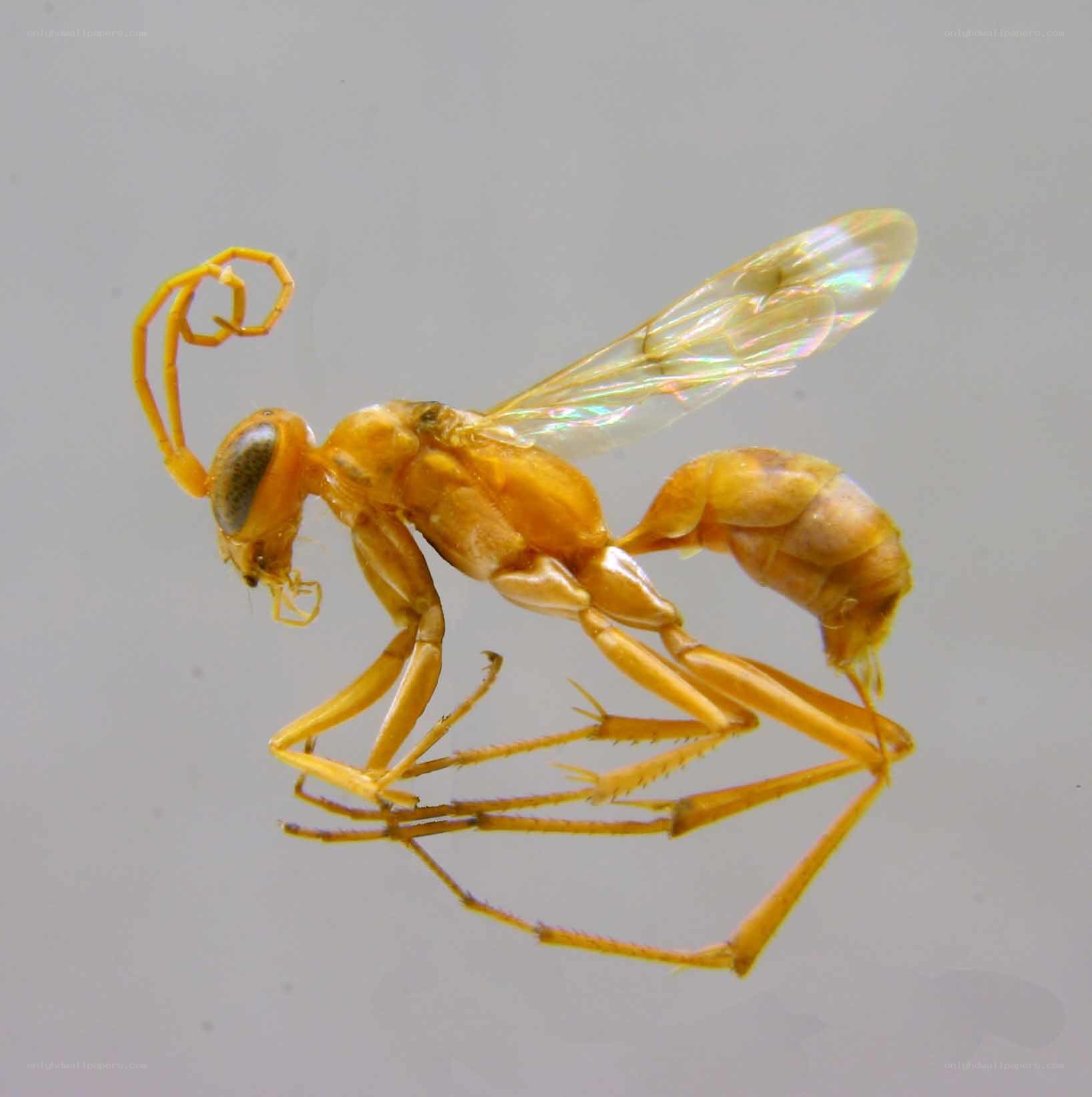 yellow wasp specimen