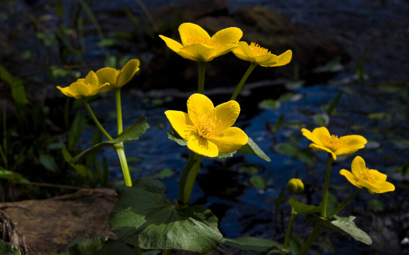 Yellow Water Crowfoot — Serene