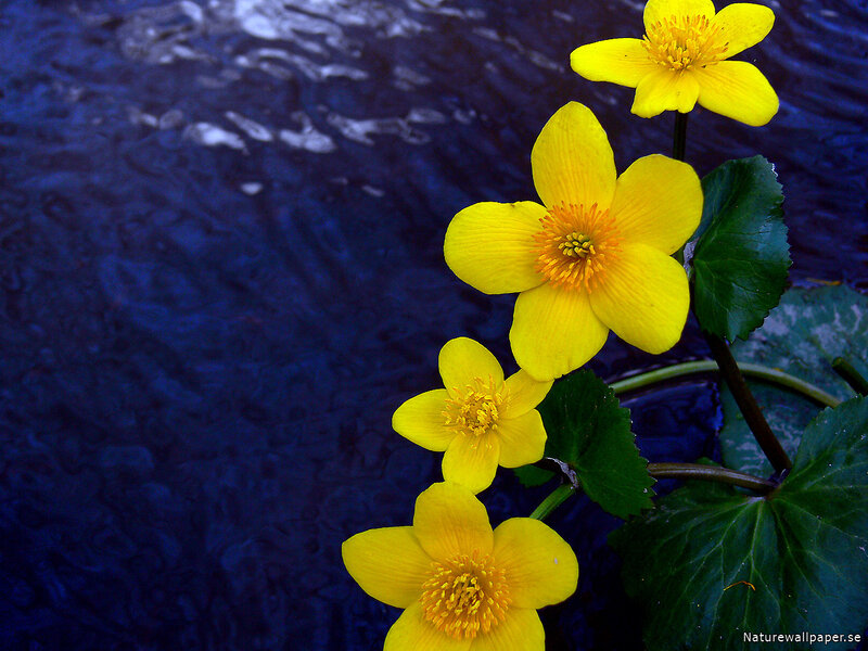 Yellow Water Crowfoot