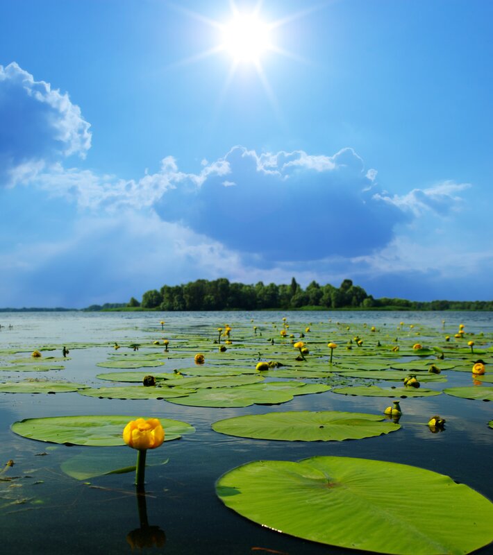Yellow Water Lilies — Blue