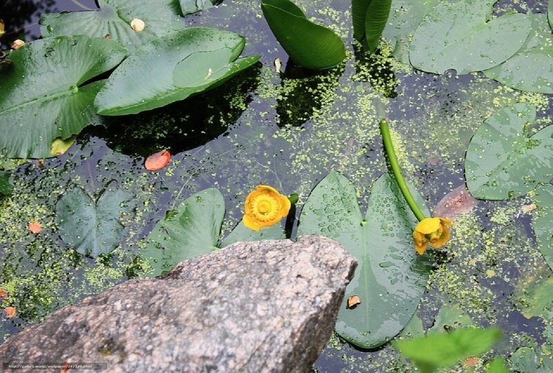 Yellow Water Lilies — Green, Serene, Afternoon, Photograph, Lily Pads, Pond
