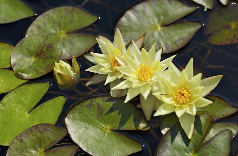 Yellow Water Lilies — Green, Serene, Afternoon, Photograph, Lily Pads