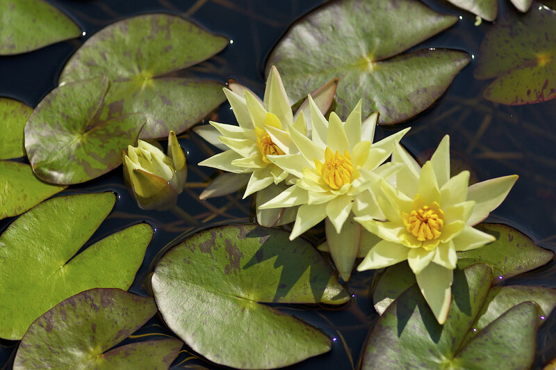 Yellow Water Lilies — Green, Serene