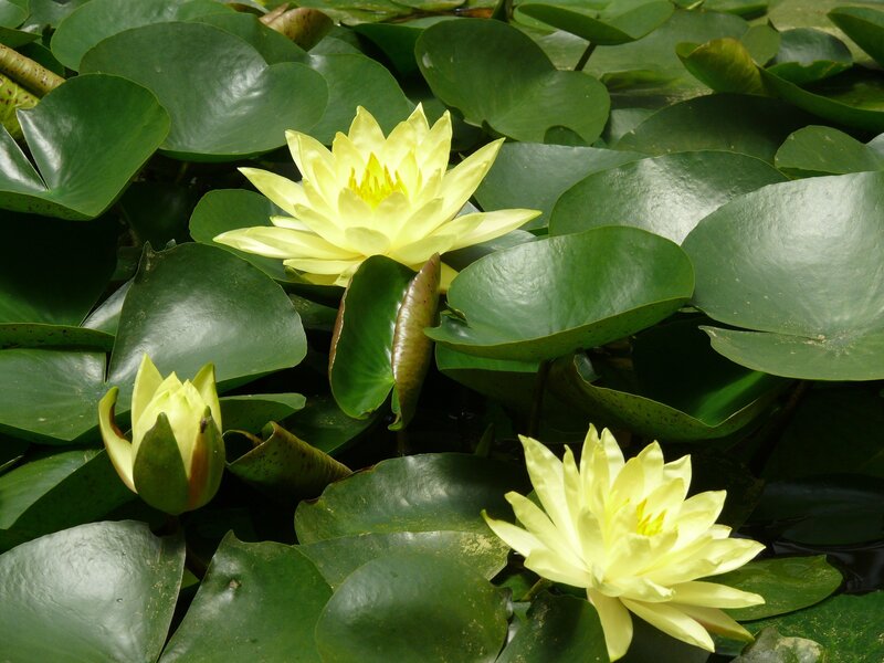Yellow Water Lilies — Green