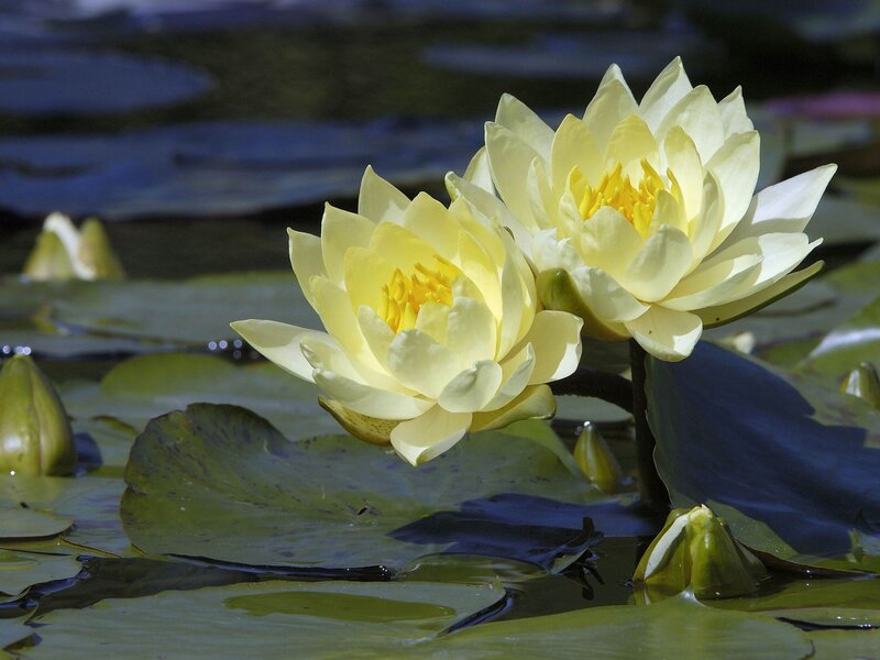 Yellow water lilies in a pond