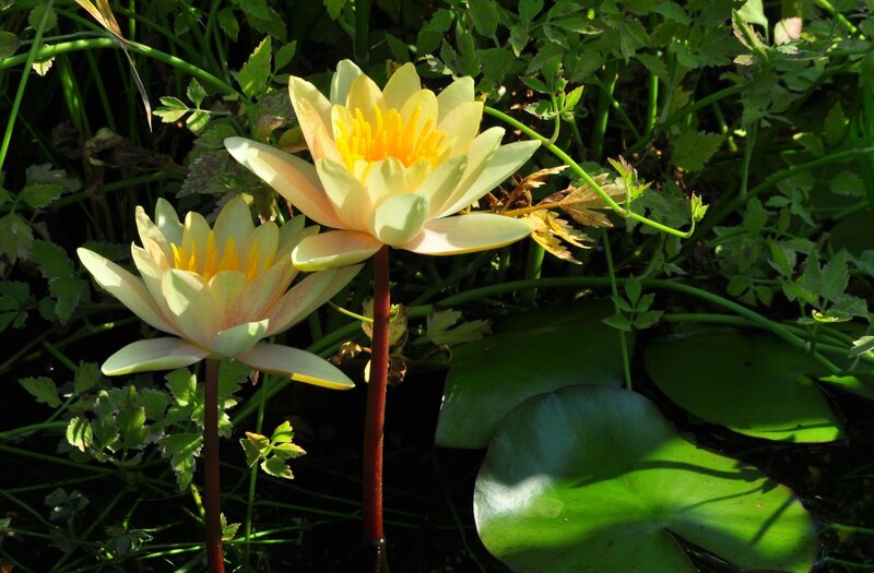 Yellow water lilies in a pond