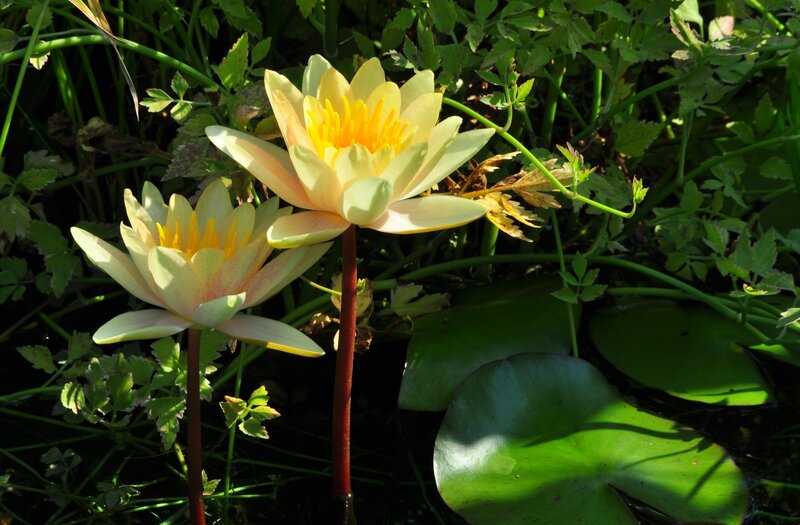 Yellow water lilies in a pond