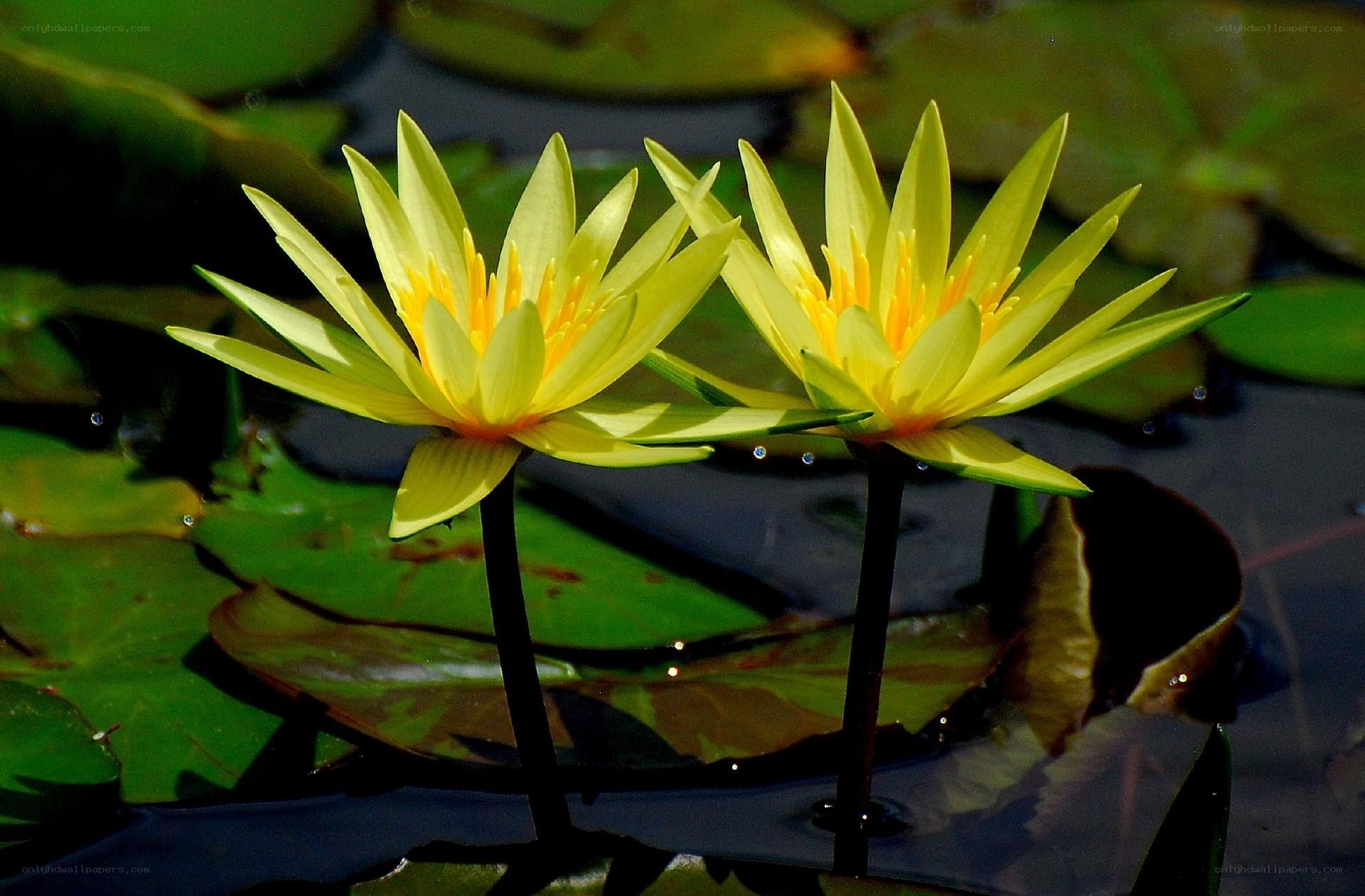 Yellow water lilies in pond
