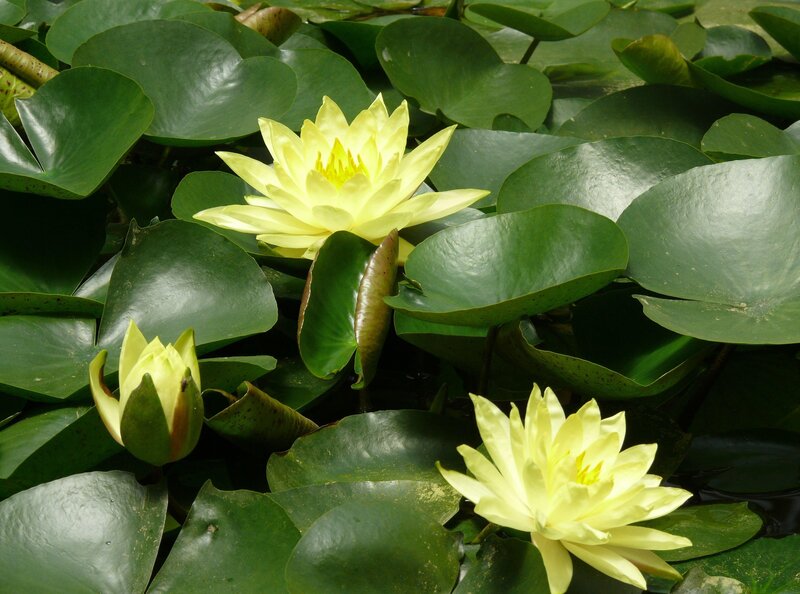 Yellow water lilies on lily pads
