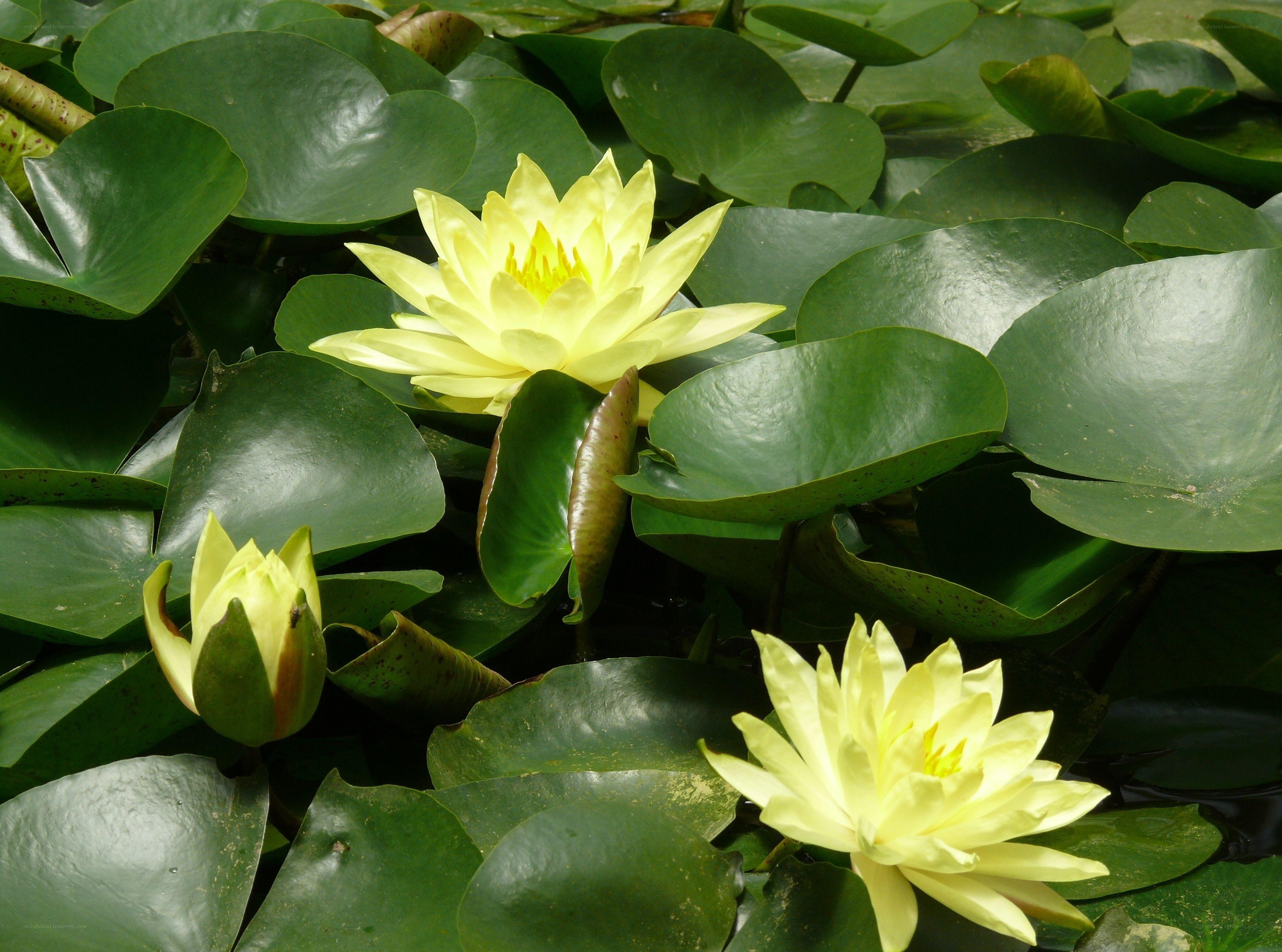 Yellow water lilies on lily pads