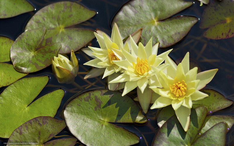 Yellow water lilies on pond