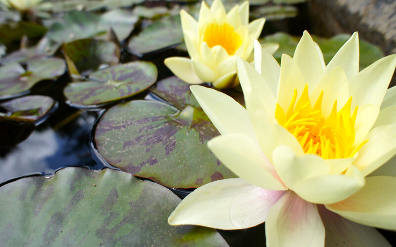Yellow water lilies on pond