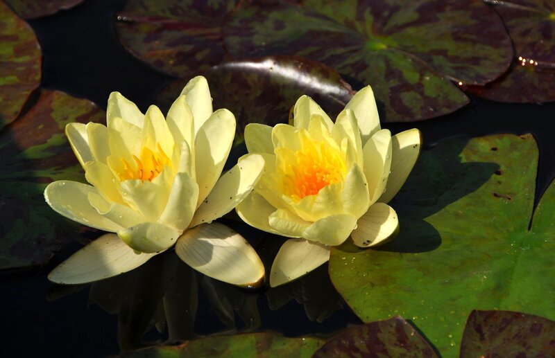 Yellow water lilies on pond