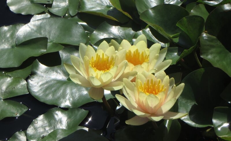 Yellow Water Lilies — Serene, Afternoon, Photograph, Lily Pads, Pond