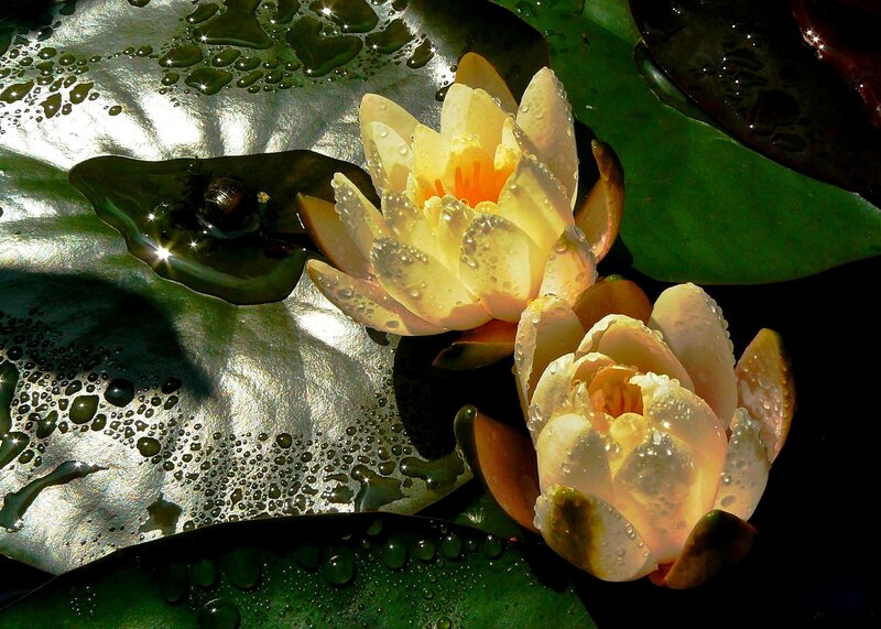 Yellow Water Lilies — Serene, Afternoon, Photograph, Lily Pads