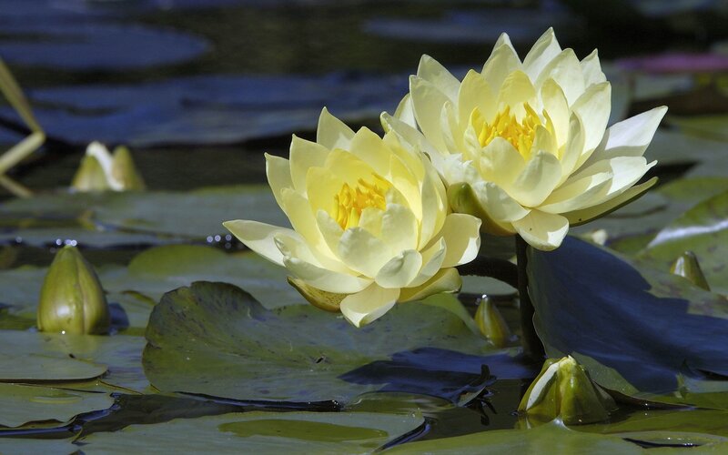 Yellow Water Lilies — Serene, Afternoon
