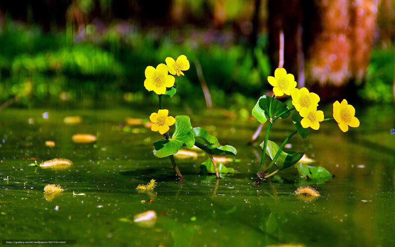 Yellow Water Lilies — Serene, Spring